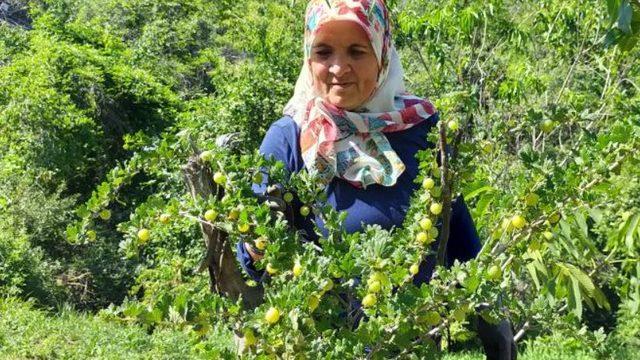 2 yıl önce arkadaşının elinde gördü! Frenk üzümünden ek gelir sağlayacak
