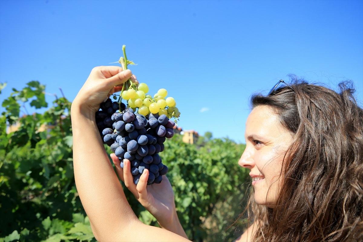 İstanbullu rehberlere "Mimar Sinan" ve "Trakya Bağ" rotaları tanıtılıyor