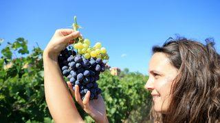 İstanbullu rehberlere Mimar Sinan ve Trakya Bağ rotaları tanıtılıyor