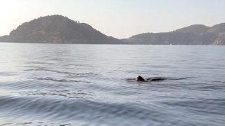 Türkiye kıyılarında ilk defa canlı görüntülendi! Kafası 10 kiloluk karpuz gibiydi