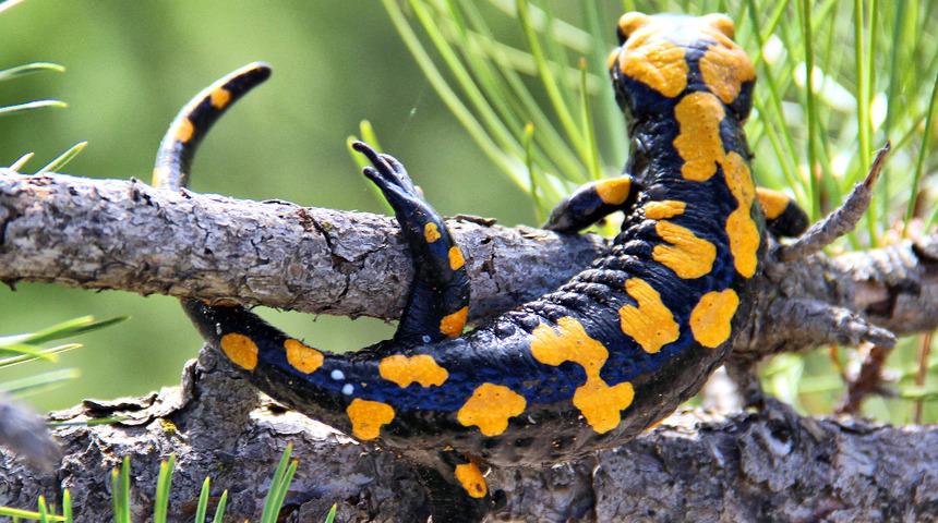 Yağmurdan sonra ortaya çıktı! Kahramanmaraş'ta sarı benekli semender şaşkınlığı