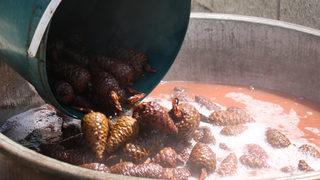 Yaşlı kadından duydu kendi markasını kurdu! Kozalak pekmezine yoğun talep