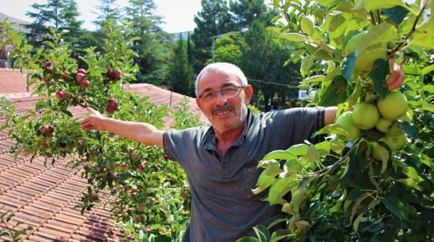 Gören şaşkına dönüyor! Bir ağaçta 6 çeşit elma yetiştirdi