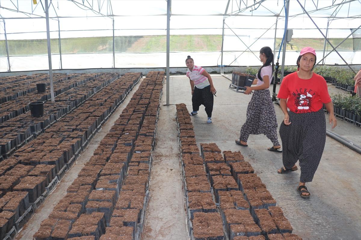 &Ccedil;ukurova'da yetiştirilen meyve fidanları 14 &uuml;lkeye ihra&ccedil; ediliyor