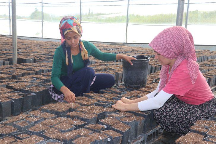 Çukurova'da yetiştirilen meyve fidanları 14 ülkeye ihraç ediliyor G2