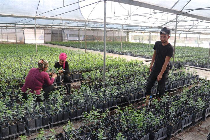 Çukurova'da yetiştirilen meyve fidanları 14 ülkeye ihraç ediliyor G3