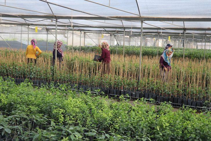 Çukurova'da yetiştirilen meyve fidanları 14 ülkeye ihraç ediliyor G4