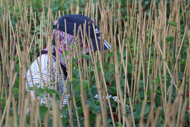 Çukurova'da yetiştirilen meyve fidanları 14 ülkeye ihraç ediliyor G5