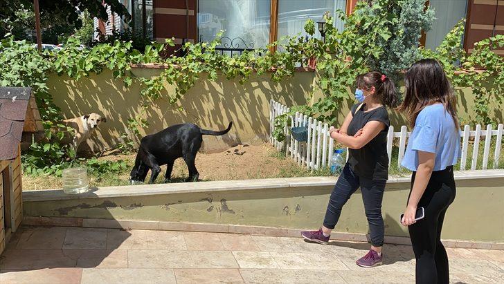 Tekirdağ'da köpeğin barınağa gönderilmek istenmesine tepki gösteren kişinin videosu sosyal medyada ilgi çekti G1