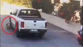 Bunun adı vicdansızlık! Yolda yatan köpeği kamyonetle ezip kaçtı