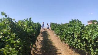 İstanbullu rehberler Tekirdağ'da Rakoczi Müzesi ve üzüm bağlarını gezdi