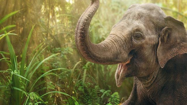 Yasal düzenleme yapıldı! Fillerin 4 saatten fazla çalışması yasaklandı