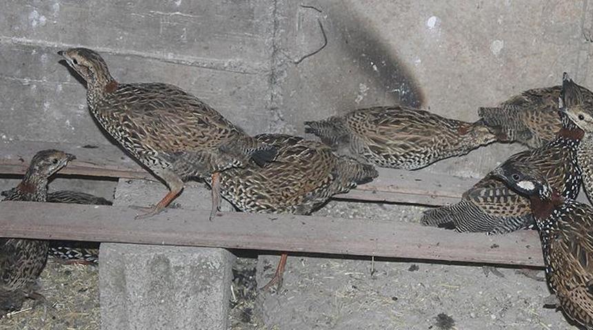 Şanlıurfa'da t&uuml;fekle tura&ccedil; kuşu vuran bir kişiye 1985 lira ceza kesildi