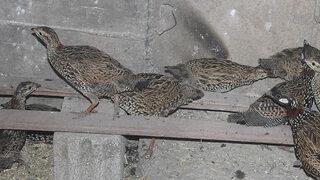 Şanlıurfa'da tüfekle turaç kuşu vuran bir kişiye 1985 lira ceza kesildi