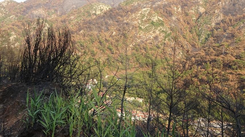 Yangının ardından umut veren kareler! Doğa kendini yenilemeye başladı