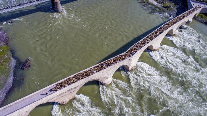 Devlet Su İşleri (DSİ) işçi alımı başvurusu nasıl yapılacak? DSİ işçi alımı başvuru şartları neler? G3