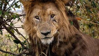 Geriye bir tek o kaldı! En yaşlı aslan Morani 14 yaşında