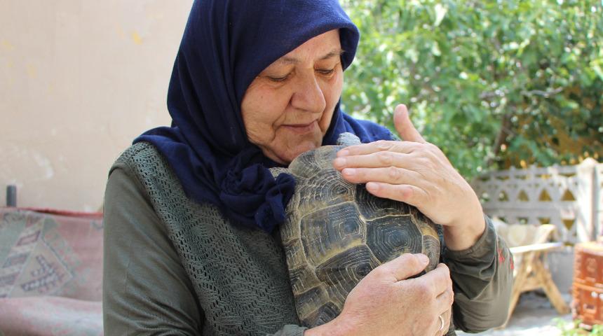 Amasyalı Zekiye teyze 15 yıldır kaplumbağa besliyor: Annem tam bir kaplumbağa terbiyecisi 
