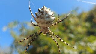 En zehirli örümcek türü Samsun'da görüldü! Eşini yiyerek besleniyor
