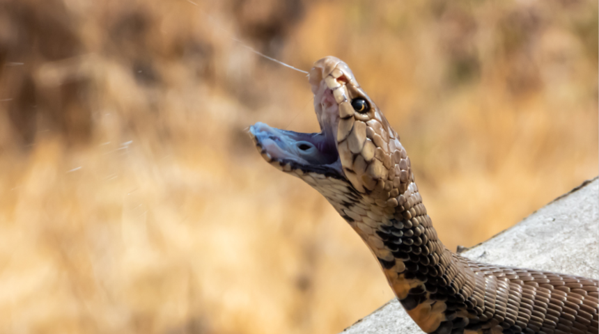 Kafasını kestiği yılan öldürdü! Restoran şefinin dehşete düşüren sonu