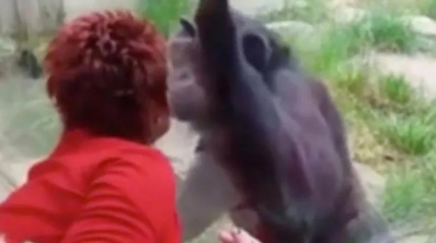 Şempanzeyle ilişki yaşadığını söyleyen kadının hayvanat bahçesine girmesi yasaklandı: Onu seviyorum, o da beni seviyor