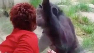 Şempanzeyle ilişki yaşadığını söyleyen kadının hayvanat bahçesine girmesi yasaklandı: Onu seviyorum, o da beni seviyor