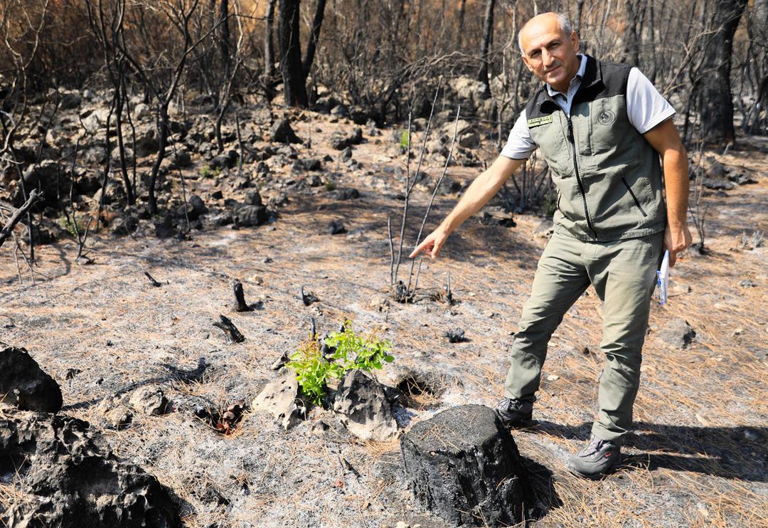 Doğanın mucizesi! Yanan orman k&uuml;llerinden doğuyor: 7 bitki t&uuml;r&uuml; filizlendi