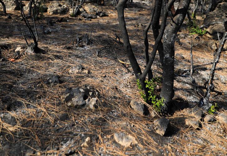 Doğanın mucizesi! Yanan orman küllerinden doğuyor: 7 bitki türü filizlendi G1