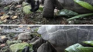 Yavru kuşu avlayıp yedi! Dev kaplumbağa herkesi hayrete düşürdü