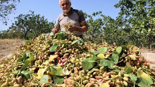 'Yetiştiremezsin' dediler, Mehmet amca 2 bin ağaç dikerek başardı