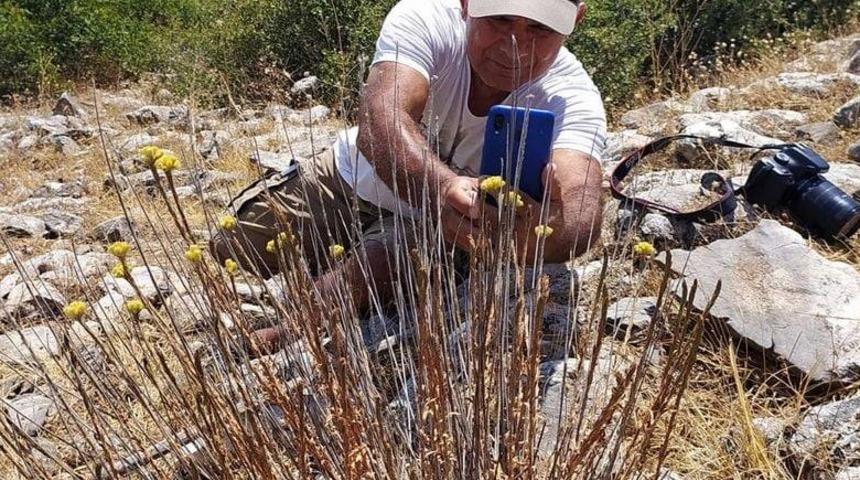 Dünyada sadece 11 tane kaldı! Sadece Kuşadası’nda yetişen 'Aydın Ölmez Çiçeği' korunmayı bekliyor
