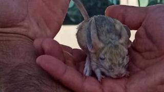 'Kırmızı' listedeki Arap tavşanı Elazığ'da görüldü: Değerli olduğunu sosyal medyada görünce anladım