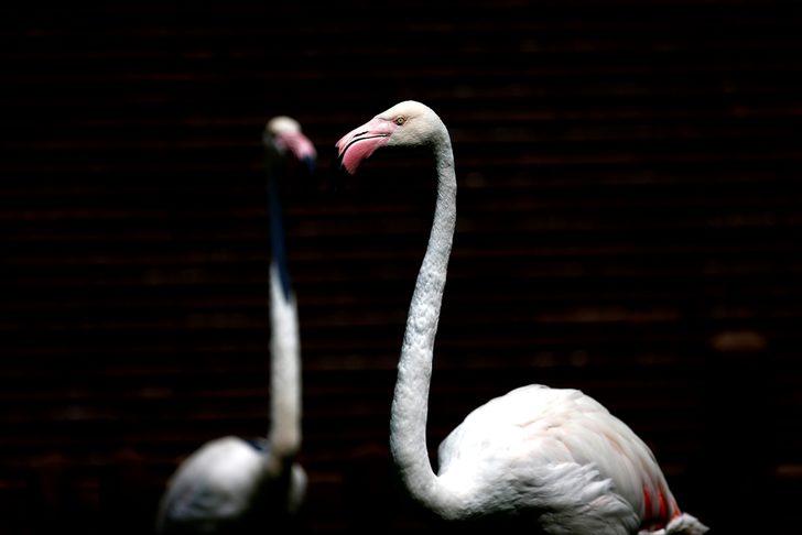 Kayseri Hayvanat Bahçesi'ndeki flamingolar özel ilgiyle ağırlanıyor G1