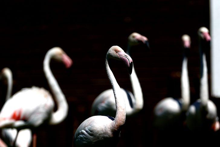 Kayseri Hayvanat Bahçesi'ndeki flamingolar özel ilgiyle ağırlanıyor G2