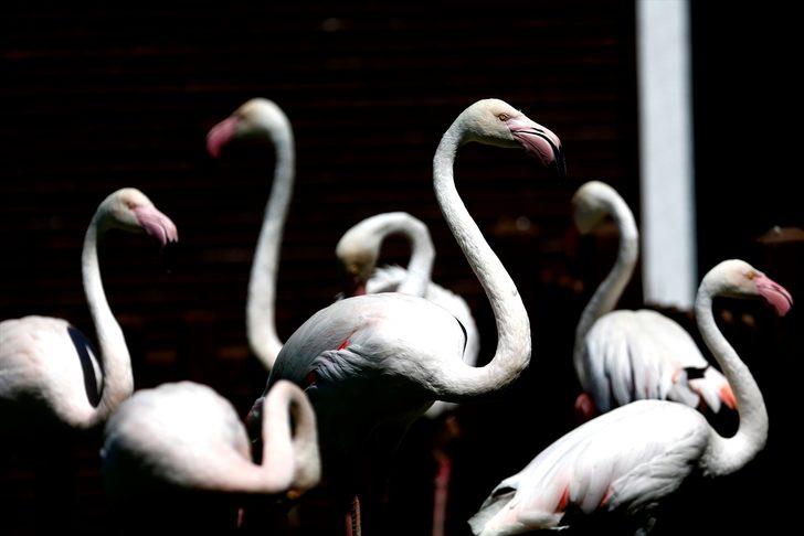 Kayseri Hayvanat Bahçesi'ndeki flamingolar özel ilgiyle ağırlanıyor G3