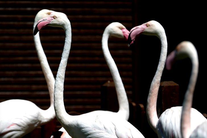 Kayseri Hayvanat Bahçesi'ndeki flamingolar özel ilgiyle ağırlanıyor G4