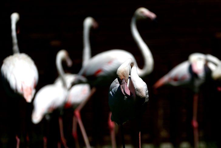 Kayseri Hayvanat Bahçesi'ndeki flamingolar özel ilgiyle ağırlanıyor G5