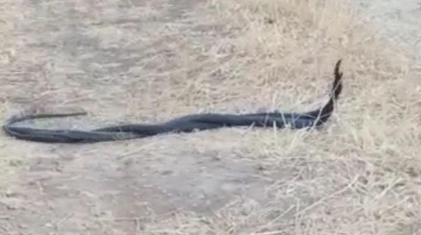 Yılanların çiftleşme dansı görüntülendi