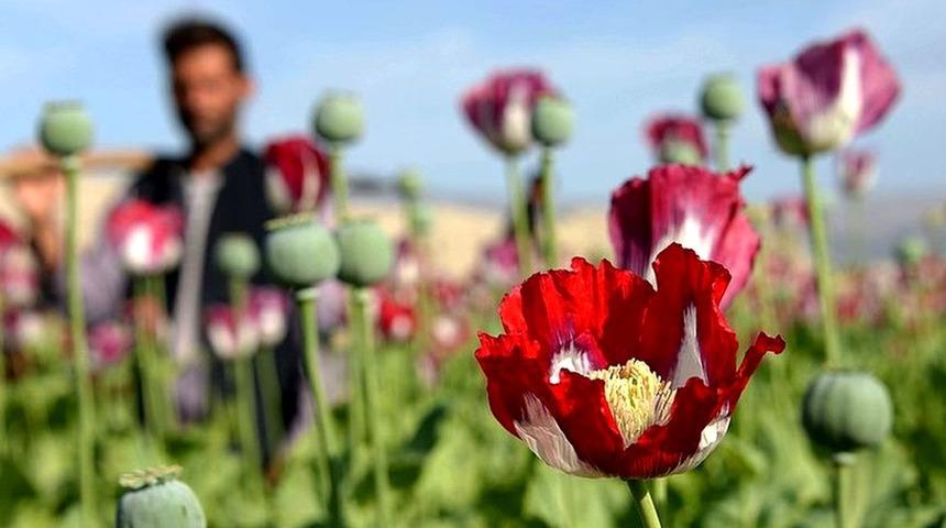 Taliban'ın 'Afganistan'da afyon &uuml;retimini durdurmuştuk' iddiası doğru mu?
