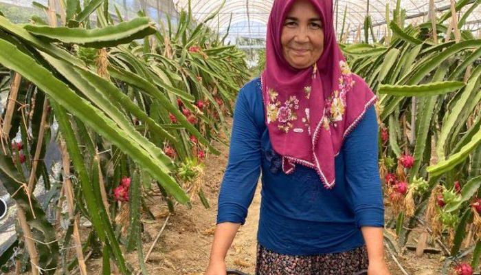 Antalya'da yaşayan ev hanımı tropikal meyve ekti! Türkiye'de çok az kişi biliyor, kilosu 55 lira