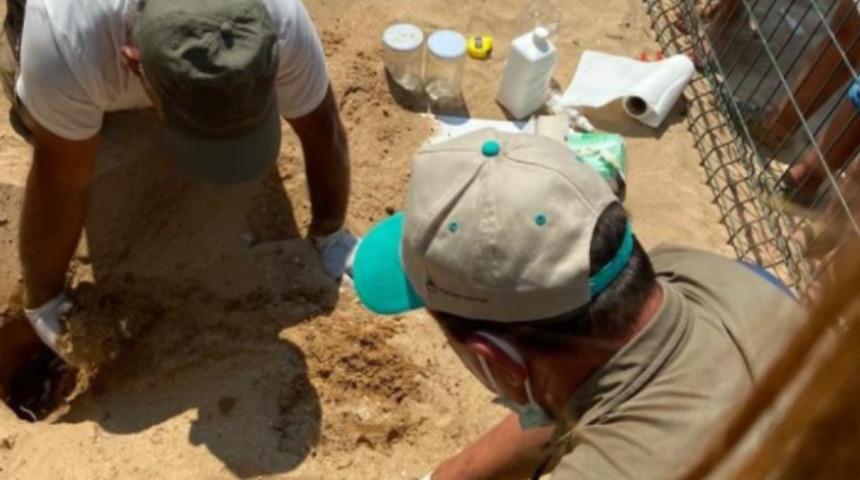 Çıkışlarını merakla beklediler! Caretta carettaların yavruları denizle buluştu