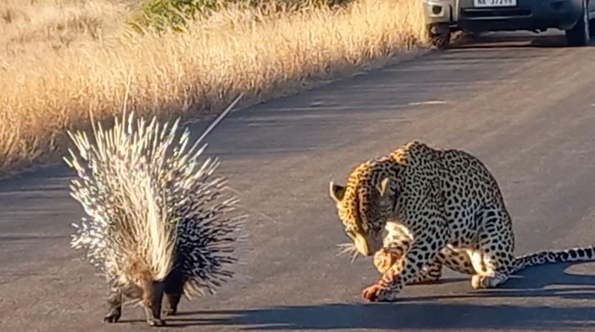 Leoparın 90 dakika süren mücadelesi! Bir av, hiç bu kadar zor olmamıştı