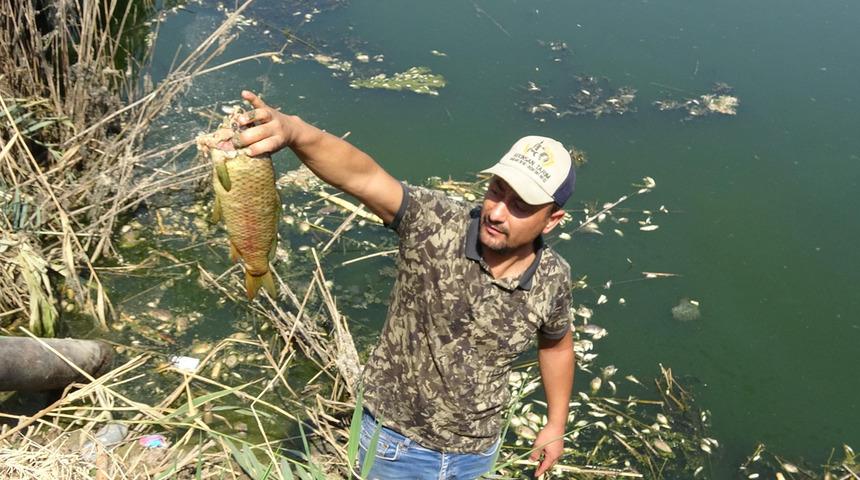 Büyük Menderes eski yatağında kuraklık! Binlerce balık telef oldu