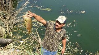 Büyük Menderes eski yatağında kuraklık! Binlerce balık telef oldu