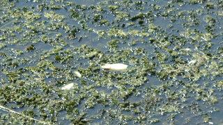 Büyük Menderes'teki kuraklık canlıları da vurdu, binlerce balık telef oldu: Acil önlem alınsın