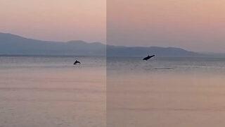 Görüntüler Marmara Denizi'nde çekildi! Yunusların geçişi mest etti