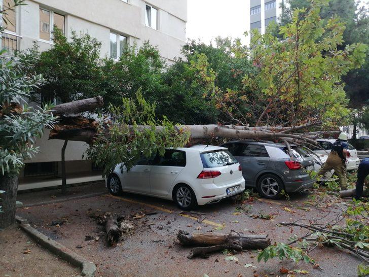 İstanbul'da bu sabah! Bahçeye çıkan şaşkına döndü G2