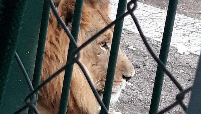 12 aslan 2 kaplan kükremeye başladı, Ankara'daki mahalleli ayağa kalktı: Korkuyoruz