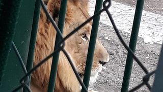 12 aslan 2 kaplan kükremeye başladı, Ankara'daki mahalleli ayağa kalktı: Korkuyoruz