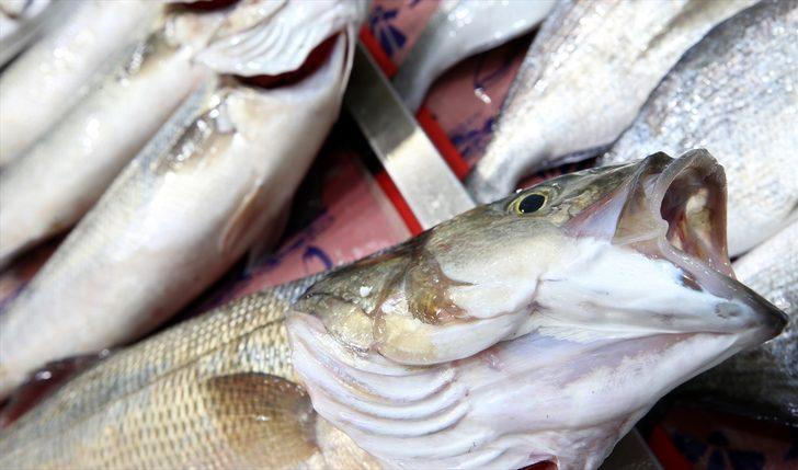 Marmara'daki balıkçılar yeni sezondan umutlu G5